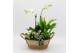 Phalaenopsis PHAL-2535W Phalaenopsis creatie 4 pp 