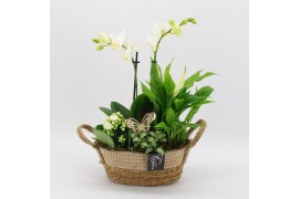 Phalaenopsis PHAL-2535W Phalaenopsis creatie 4 pp