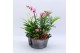 Phalaenopsis PHAL-2537RZ Phalaenopsis creatie 5 pp 