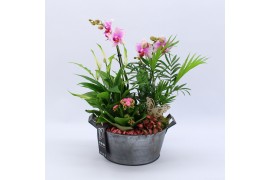 Phalaenopsis PHAL-2537RZ Phalaenopsis creatie 5 pp