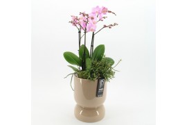 Phalaenopsis PHAL-2505RZ Phalaenopsis creatie 2 pp