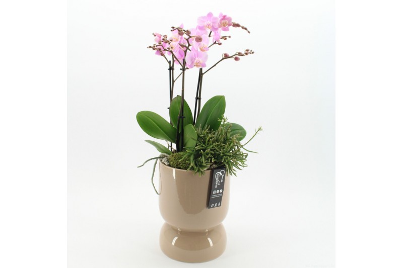Phalaenopsis PHAL-2505RZ Phalaenopsis creatie 2 pp Phalaenopsis PHAL-2505RZ Phalaenopsis creatie 2 pp