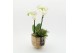 Phalaenopsis PHAL-2506W Phalaenopsis creatie 2 pp 