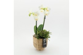 Phalaenopsis PHAL-2506W Phalaenopsis creatie 2 pp