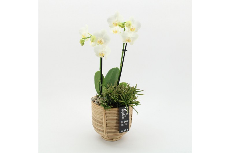 Phalaenopsis PHAL-2506W Phalaenopsis creatie 2 pp 