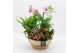 Phalaenopsis PHAL-2536RZ Phalaenopsis creatie 5 pp 