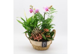 Phalaenopsis PHAL-2536RZ Phalaenopsis creatie 5 pp