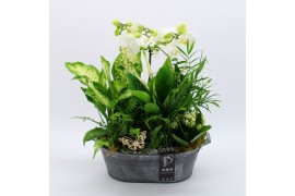Phalaenopsis PHAL-2538W Phalaenopsis creatie 6 pp