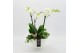 Phalaenopsis PHAL-2527 Phalaenopsis creatie 3 pp 
