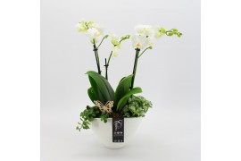 Phalaenopsis PHAL-2527 Phalaenopsis creatie 3 pp