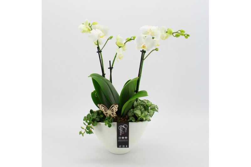 Phalaenopsis PHAL-2527 Phalaenopsis creatie 3 pp Phalaenopsis PHAL-2527 Phalaenopsis creatie 3 pp