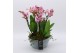 Phalaenopsis PHAL-2532RZ Phalaenopsis creatie 6 pp 