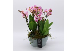 Phalaenopsis PHAL-2532RZ Phalaenopsis creatie 6 pp