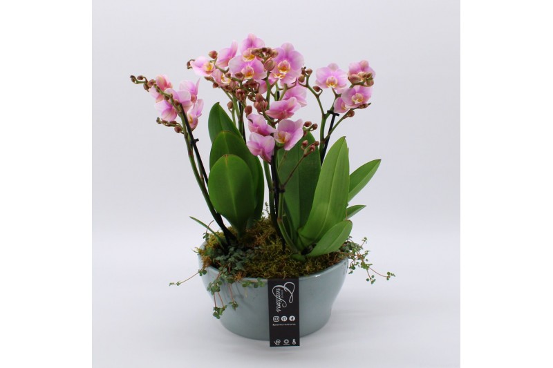 Phalaenopsis PHAL-2532RZ Phalaenopsis creatie 6 pp Phalaenopsis PHAL-2532RZ Phalaenopsis creatie 6 pp