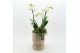 Phalaenopsis PHAL-2505W Phalaenopsis creatie 2 pp 
