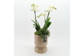 Phalaenopsis PHAL-2505W Phalaenopsis creatie 2 pp