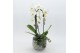 Phalaenopsis PHAL-2512 Phalaenopsis creatie 2 pp 