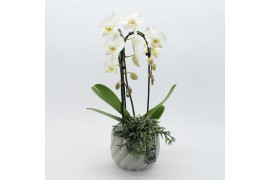 Phalaenopsis PHAL-2512 Phalaenopsis creatie 2 pp