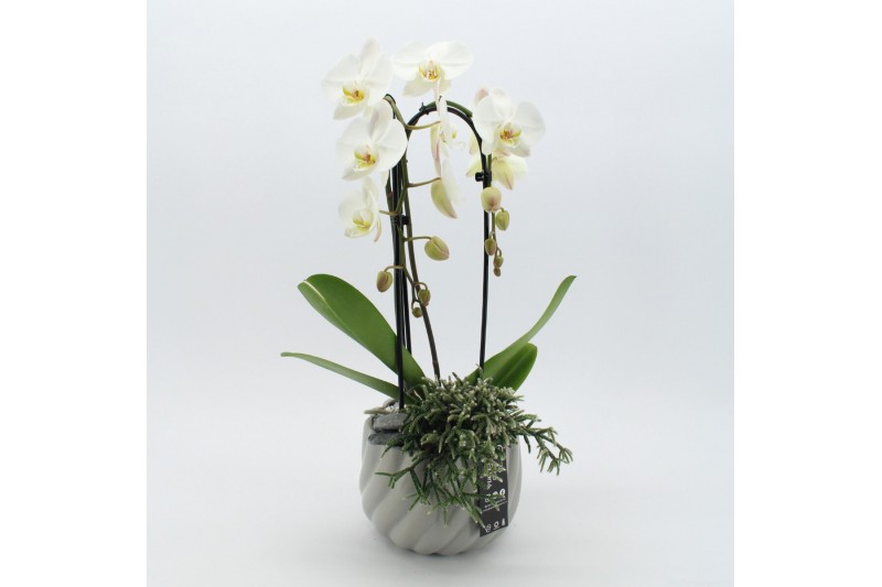 Phalaenopsis PHAL-2512 Phalaenopsis creatie 2 pp Phalaenopsis PHAL-2512 Phalaenopsis creatie 2 pp