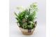 Phalaenopsis PHAL-2536W Phalaenopsis creatie 5 pp 