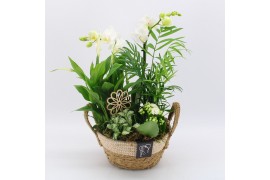 Phalaenopsis PHAL-2536W Phalaenopsis creatie 5 pp