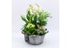 Phalaenopsis PHAL-2537W Phalaenopsis creatie 5 pp 