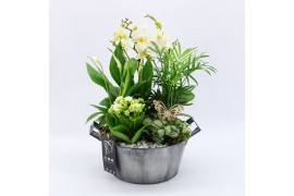 Phalaenopsis PHAL-2537W Phalaenopsis creatie 5 pp