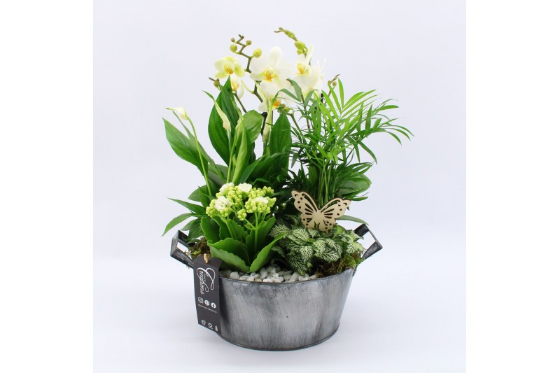 Phalaenopsis PHAL-2537W Phalaenopsis creatie 5 pp Phalaenopsis PHAL-2537W Phalaenopsis creatie 5 pp