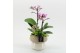 Phalaenopsis PHAL-2541RZ Phalaenopsis creatie 2 pp 