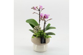 Phalaenopsis PHAL-2541RZ Phalaenopsis creatie 2 pp