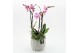 Phalaenopsis PHAL-2542RZ Phalaenopsis creatie 2 pp 