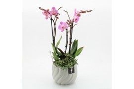 Phalaenopsis PHAL-2542RZ Phalaenopsis creatie 2 pp