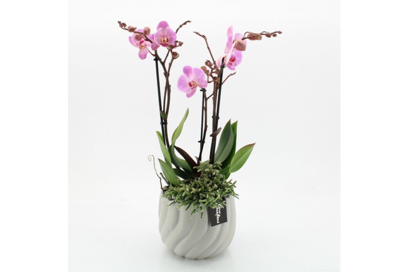 Phalaenopsis PHAL-2542RZ Phalaenopsis creatie 2 pp Phalaenopsis PHAL-2542RZ Phalaenopsis creatie 2 pp