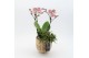 Phalaenopsis PHAL-2506RZ Phalaenopsis creatie 2 pp 