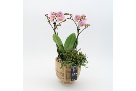 Phalaenopsis PHAL-2506RZ Phalaenopsis creatie 2 pp