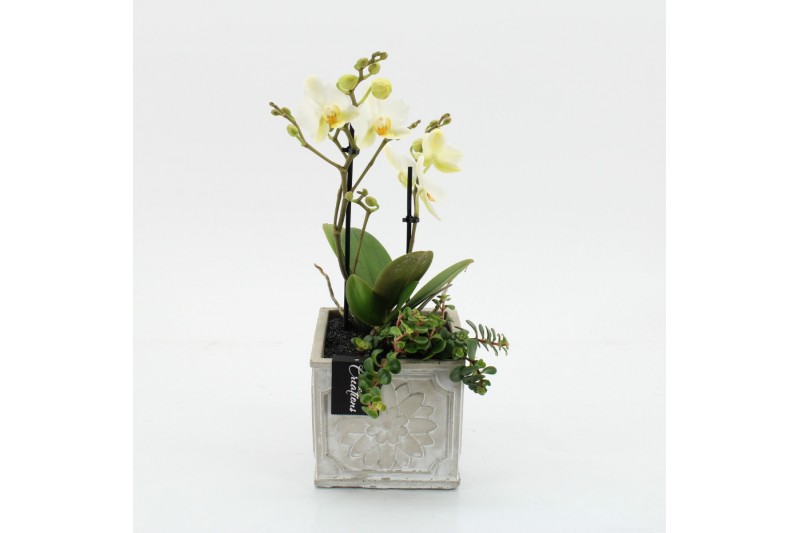 Phalaenopsis PHAL-2510W Phalaenopsis creatie 2 pp Phalaenopsis PHAL-2510W Phalaenopsis creatie 2 pp
