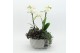 Phalaenopsis PHAL-2513 Phalaenopsis creatie 3 pp 