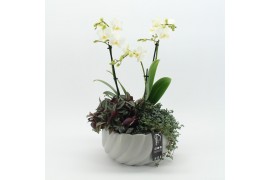 Phalaenopsis PHAL-2513 Phalaenopsis creatie 3 pp