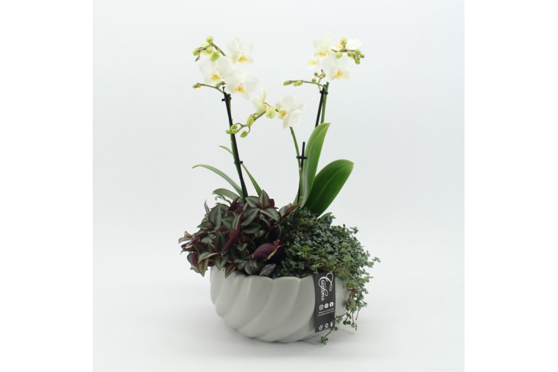 Phalaenopsis PHAL-2513 Phalaenopsis creatie 3 pp Phalaenopsis PHAL-2513 Phalaenopsis creatie 3 pp