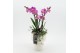 Phalaenopsis PHAL-2525RZ Phalaenopsis creatie 3 pp 
