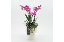 Phalaenopsis PHAL-2525RZ Phalaenopsis creatie 3 pp
