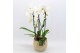 Phalaenopsis PHAL-2503 Phalaenopsis creatie 2 pp 