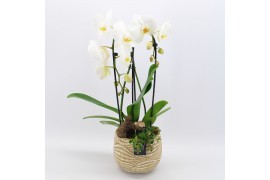 Phalaenopsis PHAL-2503 Phalaenopsis creatie 2 pp