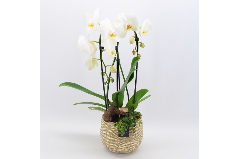 Phalaenopsis PHAL-2503 Phalaenopsis creatie 2 pp Phalaenopsis PHAL-2503 Phalaenopsis creatie 2 pp