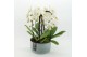Phalaenopsis PHAL-2534W Phalaenopsis creatie 3 pp 