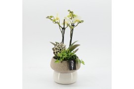 Phalaenopsis PHAL-2541W Phalaenopsis creatie 2 pp