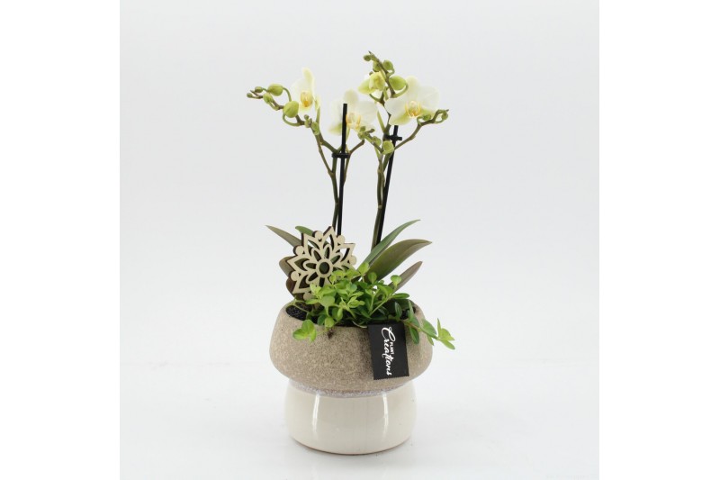 Phalaenopsis PHAL-2541W Phalaenopsis creatie 2 pp Phalaenopsis PHAL-2541W Phalaenopsis creatie 2 pp