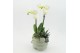 Phalaenopsis PHAL-2522 Phalaenopsis creatie 3 pp 