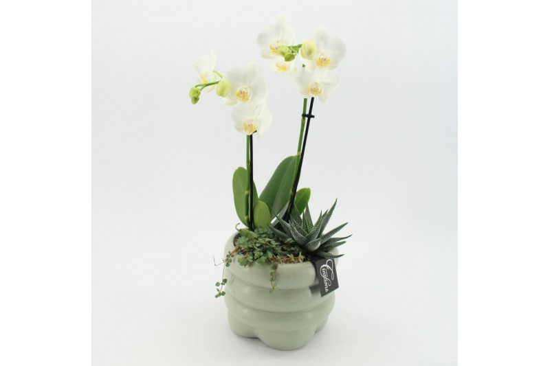 Phalaenopsis PHAL-2522 Phalaenopsis creatie 3 pp Phalaenopsis PHAL-2522 Phalaenopsis creatie 3 pp