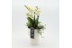 Phalaenopsis PHAL-2525W Phalaenopsis creatie 3 pp 